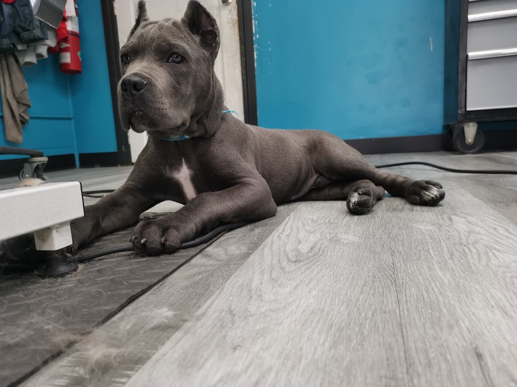 Purrfect Paws Boutique-Calgarys best dog groomers | 430 Acadia Dr SE #22, Calgary, AB T2J 0A9, Canada | Phone: (403) 252-3118