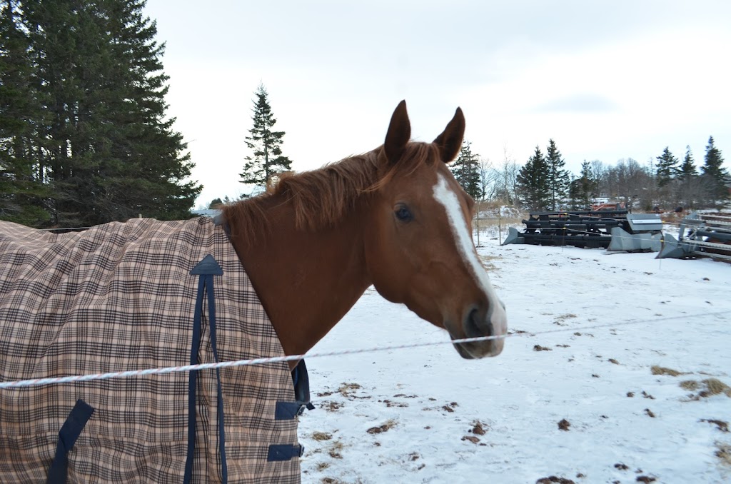 Storybook Stables | 18457 PE-2, North Wiltshire, PE C0A 1Y0, Canada | Phone: (902) 621-2029