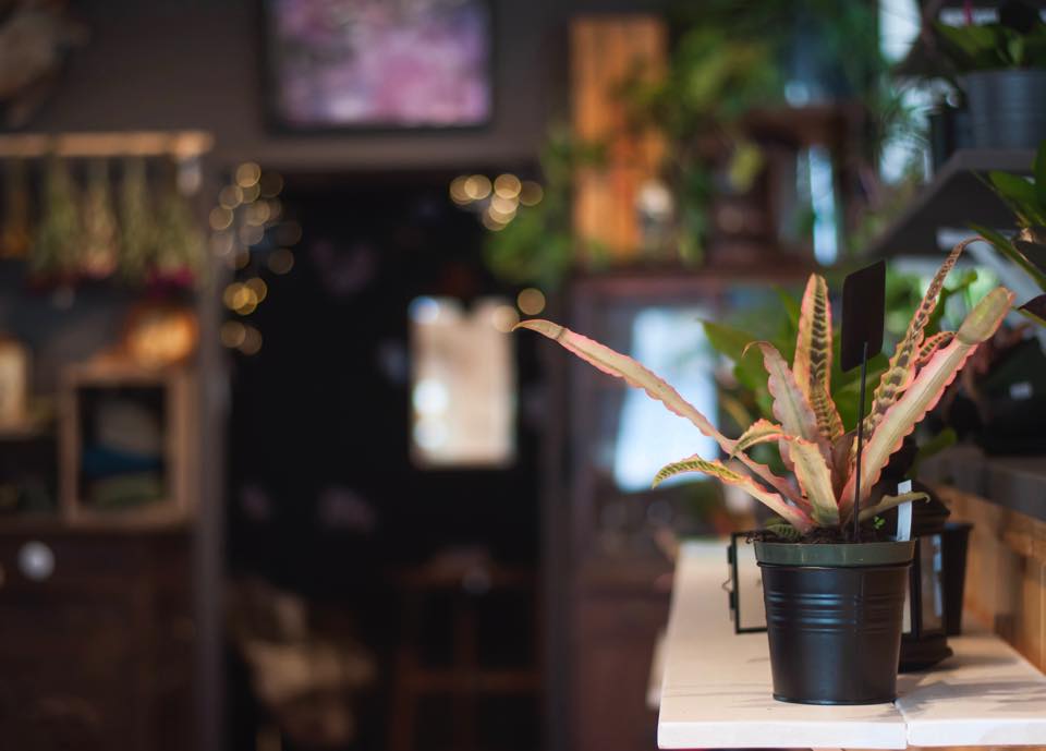 Deuce Boutique & Botanicals | 221 Hastings St N, Bancroft, ON K0L, Canada, Canada | Phone: (613) 332-3333