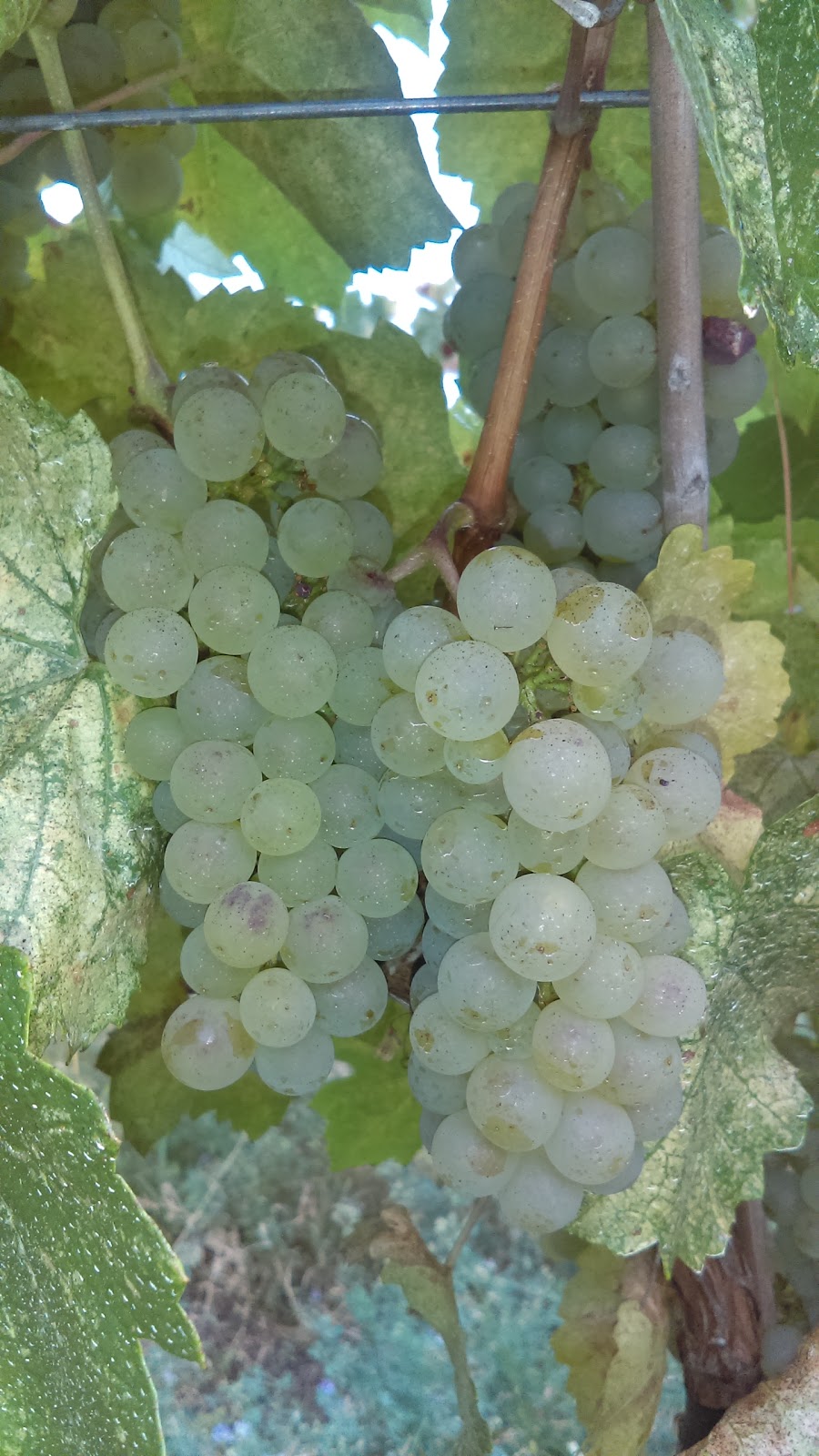 Liber Farm and Winery | 156 Sumac Rd, Cawston, BC V0X 1C0, Canada | Phone: (250) 499-5305