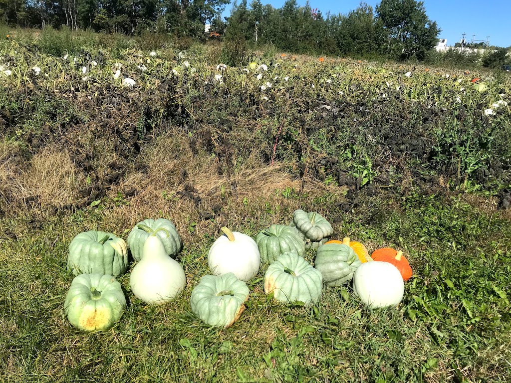 Morses Farm Ltd | 114 Main St, Berwick, NS B0P 1E0, Canada | Phone: (902) 538-8446