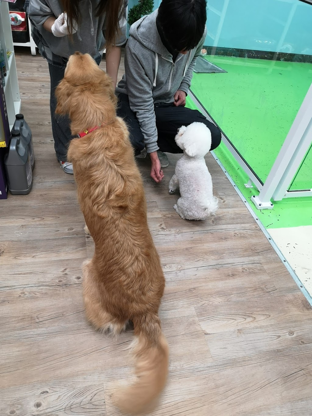Furever Doggy Salon | 1896 Prince of Wales Dr Unit 5, Nepean, ON K2C 3W9, Canada | Phone: (613) 680-2222