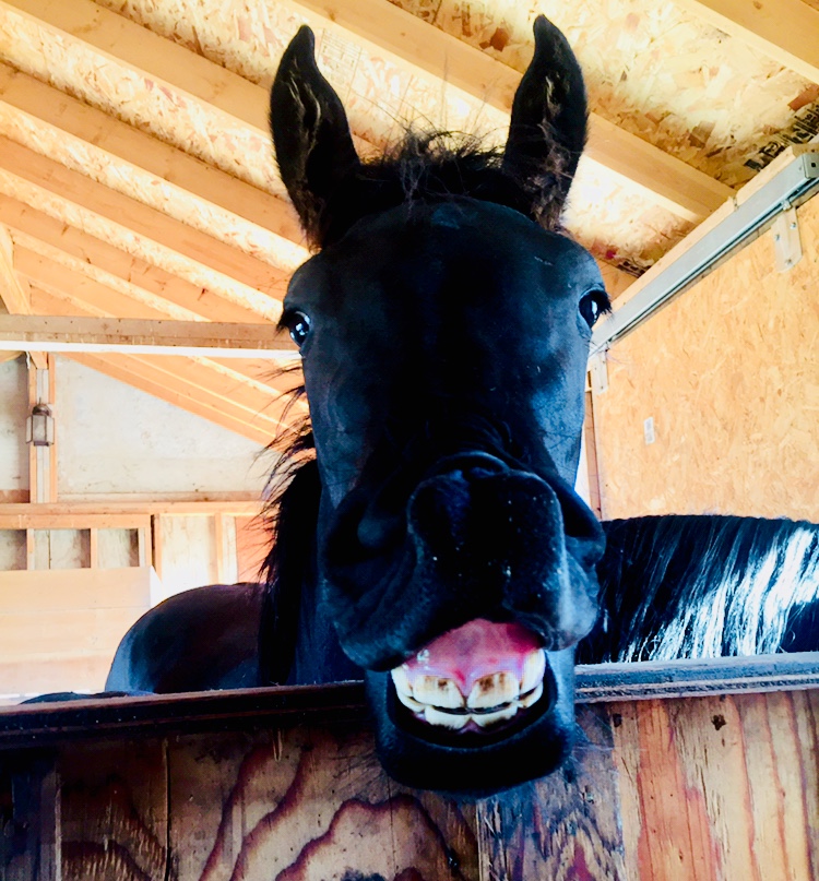 Baroque Friesian Ranch | Site 114 comp 20 RR 1, 4001 Ste Anne Trail, Alberta Beach, AB T0E 0A1, Canada | Phone: (403) 813-6691