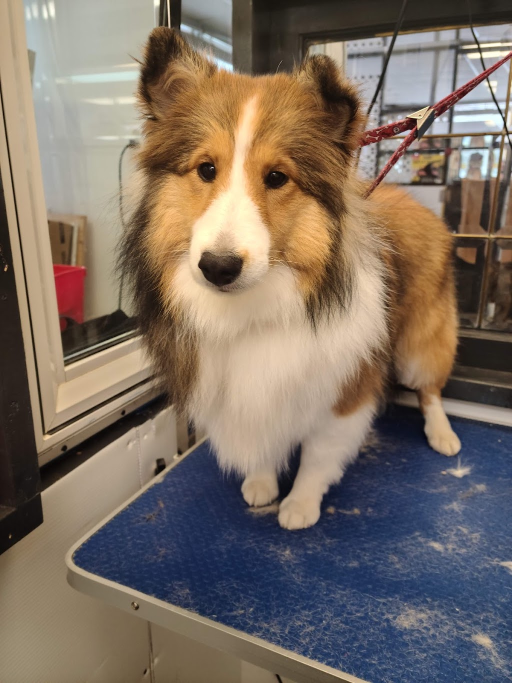 Nikkitas Dog Grooming (westpark) | 40 Wellington Pl, Fort Saskatchewan, AB T8L 0G2, Canada | Phone: (780) 667-5683