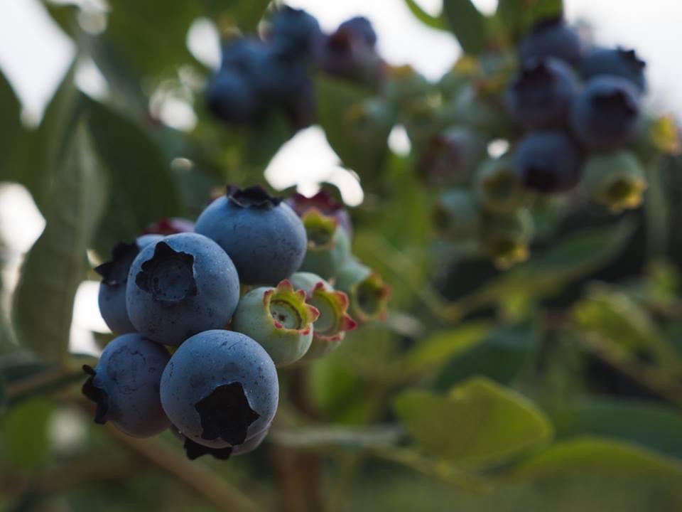 Amara Farm | 2641 Kirby Rd, Courtenay, BC V9J 1T3, Canada | Phone: (250) 702-5657