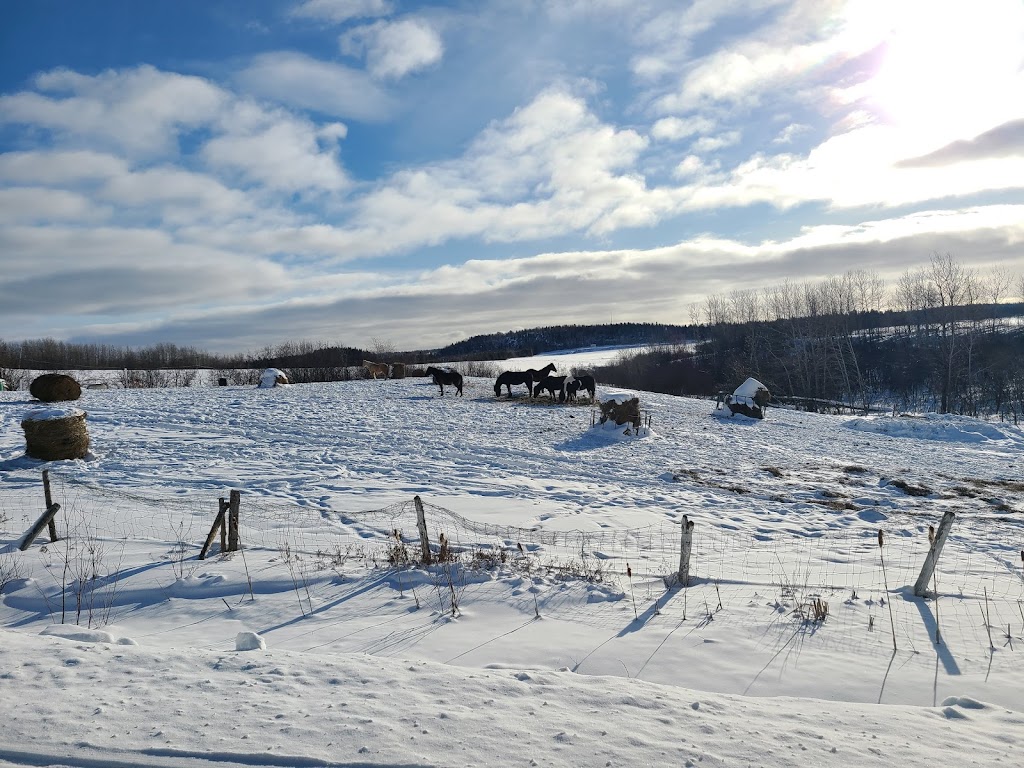 Centre Equi-Nature | 276 Rue Principale, Saint-Nazaire, QC G0W 2V0, Canada | Phone: (418) 669-3427