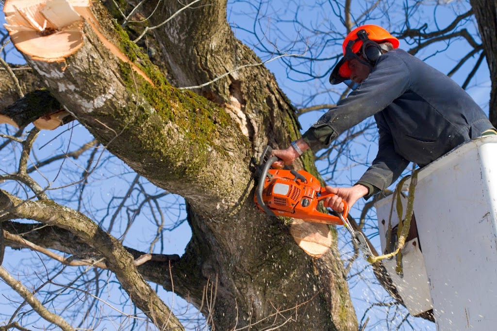 Tomahawk Tree Services Ltd | 6960 Rafiki Way, Brentwood Bay, BC V8M 1G5, Canada | Phone: (250) 883-1461