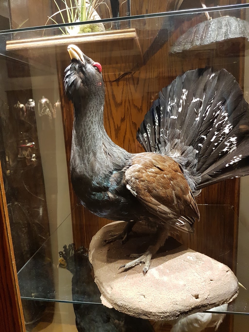 Hand of Man Museum | 6759 Considine Ave, Duncan, BC V9L 5X2, Canada | Phone: (888) 826-1011