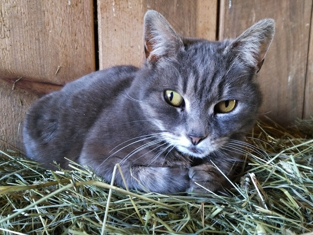 Bogtown Farm | 151 Rang Bogton, Saint-Bernard-de-Lacolle, QC J0J 1V0, Canada | Phone: (514) 774-1415