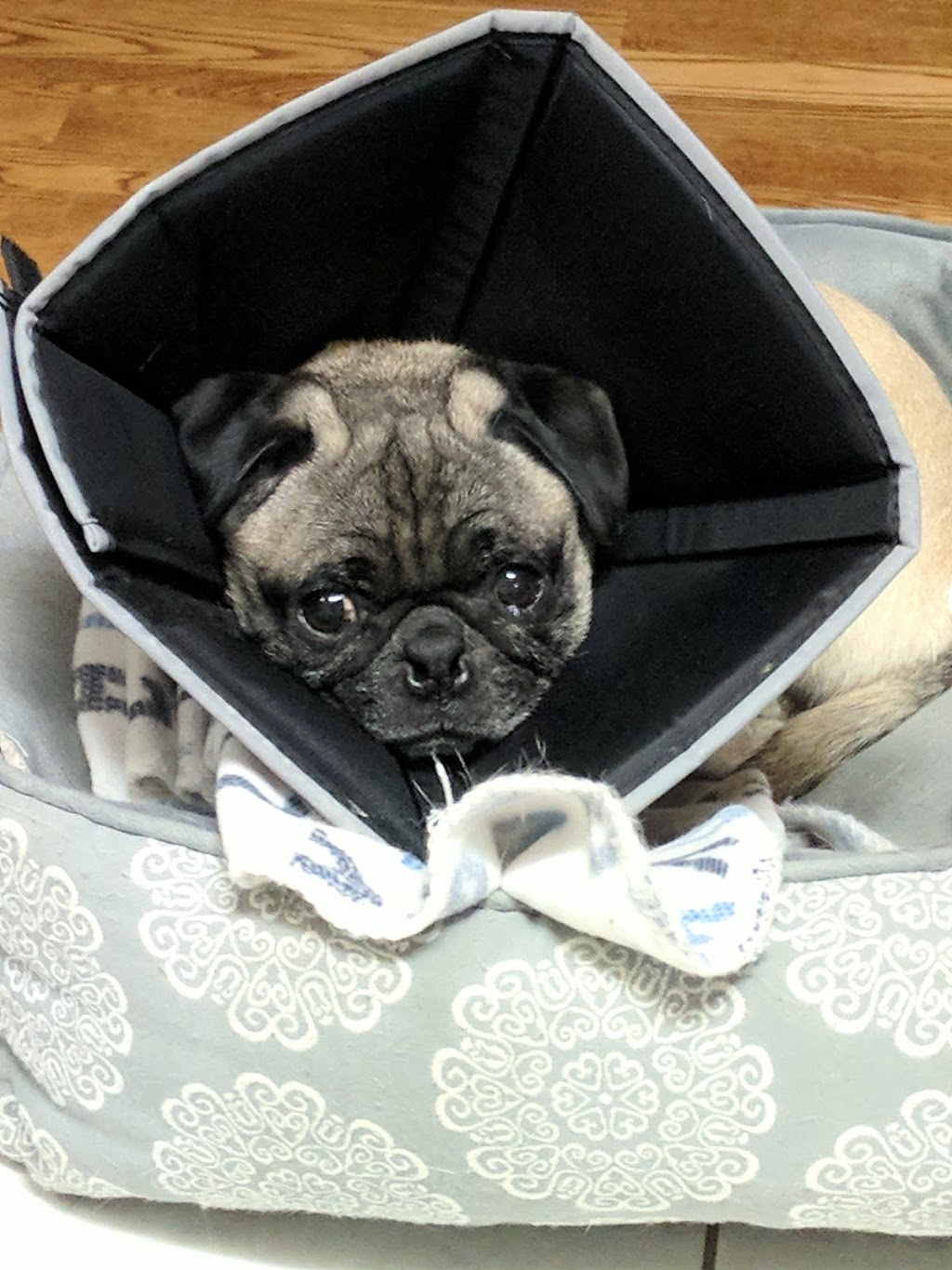 Bank Street Animal Hospital | 2446 Bank St #123, Ottawa, ON K1V 1A4, Canada | Phone: (613) 695-2060