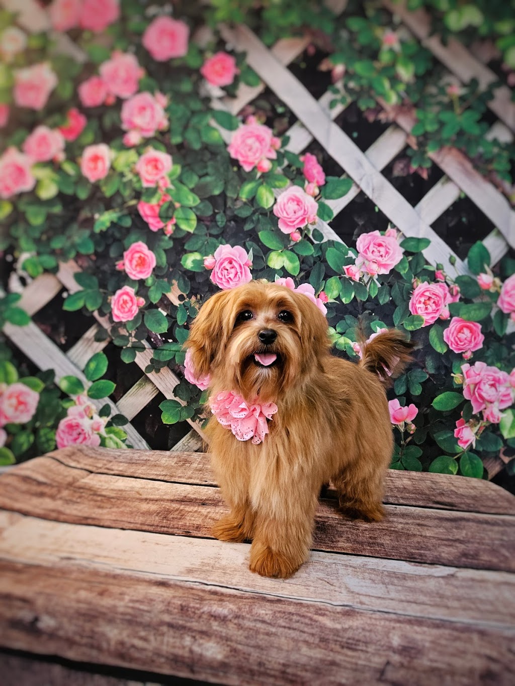 Bark Rinse Repeat | 1844 Mountain Rd, Moncton, NB E1G 1A9, Canada | Phone: (506) 295-7415