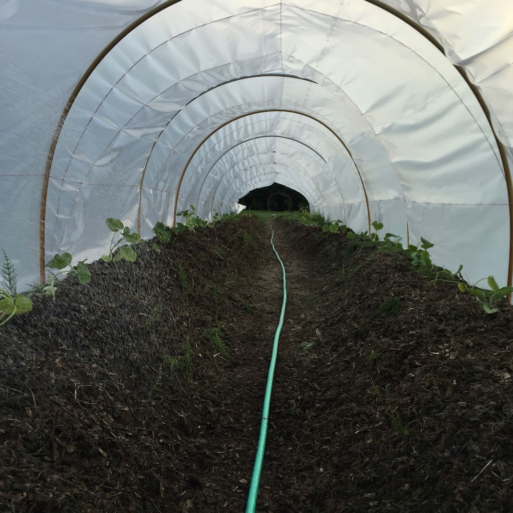 Reggies Veggies | 7342 Clover Rd, Pemberton, BC V0N 2L0, Canada | Phone: (604) 698-9998