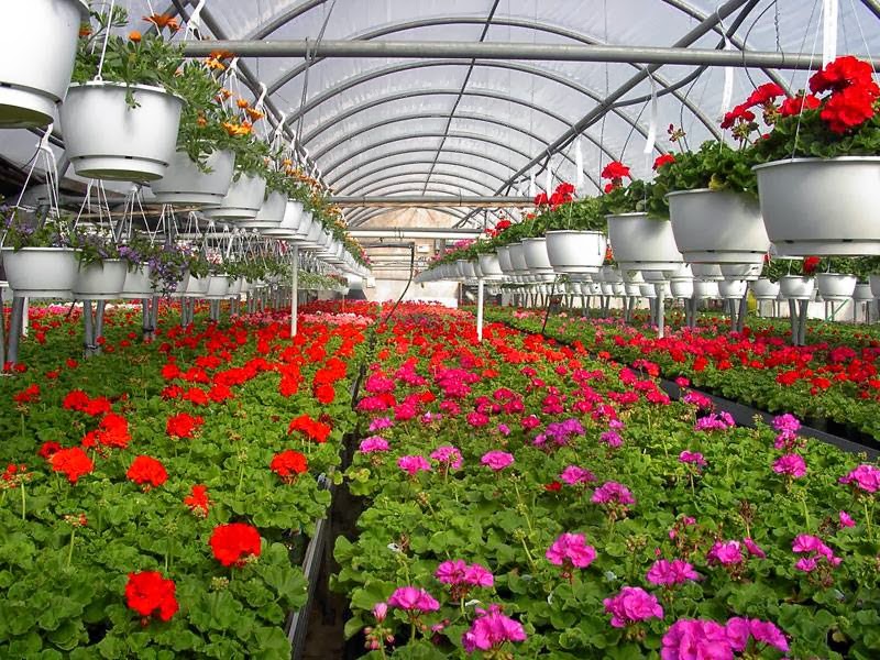 Binette Inc. greenhouses. | 2568 Boulevard Mercure, Saint-Nicéphore, QC J2A 1H2, Canada | Phone: (819) 478-7195