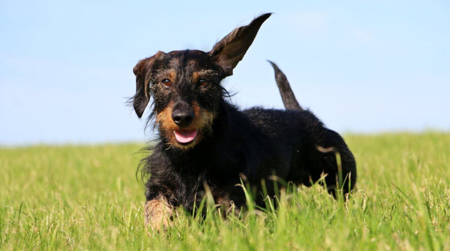 Pets and Scoop | 30 BC-1, Victoria, BC V8V 2N6, Canada | Phone: (403) 638-1523