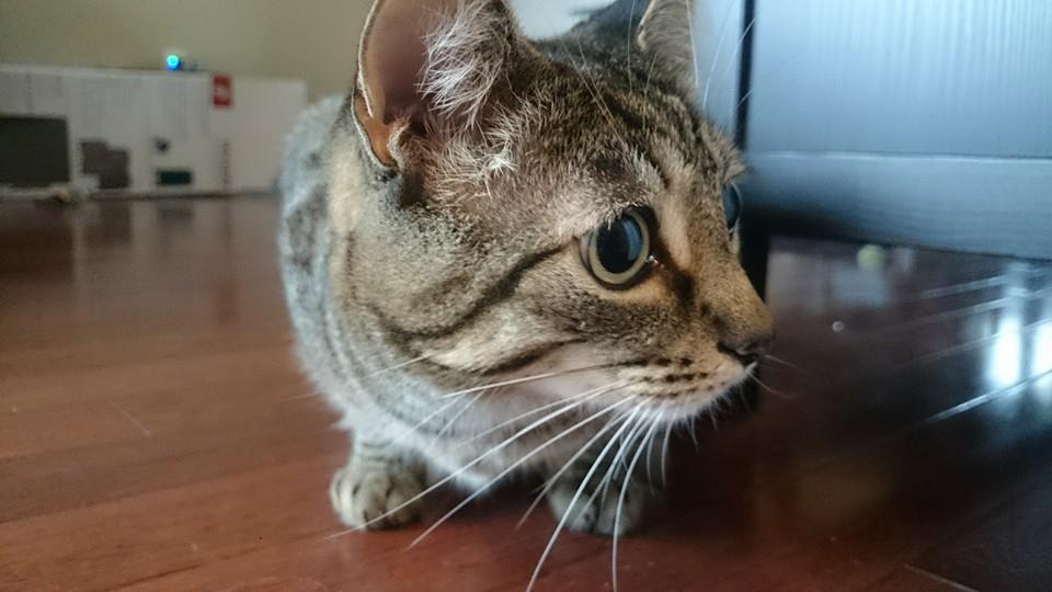 Paws Away | 97 Fairgreen Close, Cambridge, ON N1T 1T7, Canada | Phone: (519) 880-5225