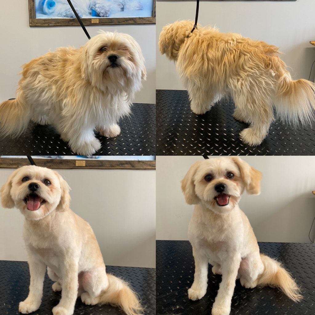 Dog Gone Gorgeous Dog Grooming | 4911 50 St, Holden, AB T0B 2C0, Canada | Phone: (780) 690-9769