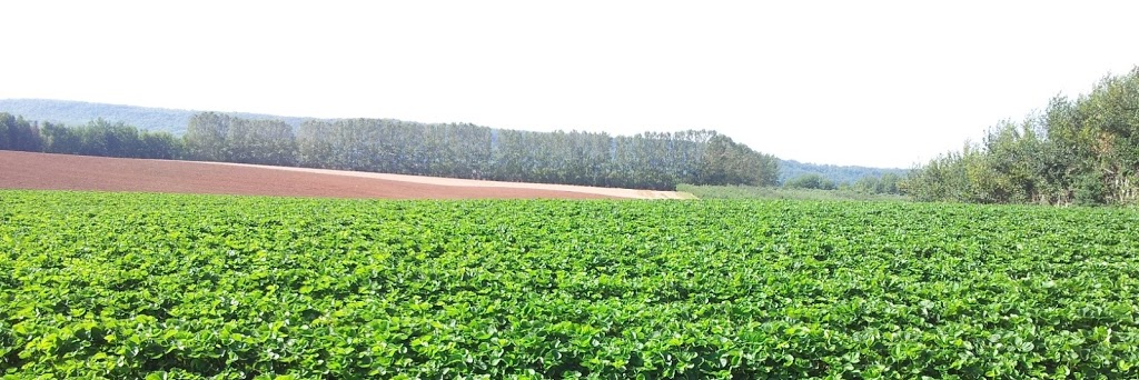 G W Allen Nursery Ltd | 7295 NS-221, Centreville, NS B0P 1J0, Canada | Phone: (902) 678-7519