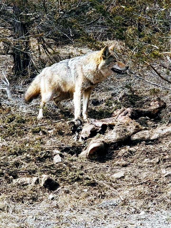 Top gun wildlife services | Deseronto Rd, Marysville, ON K0K 2N0, Canada | Phone: (613) 661-5686