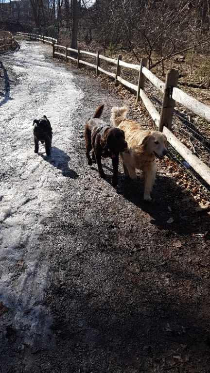 The Bark Zone | 150 Dell Park Ave, North York, ON M6B 2V3, Canada | Phone: (416) 783-9726