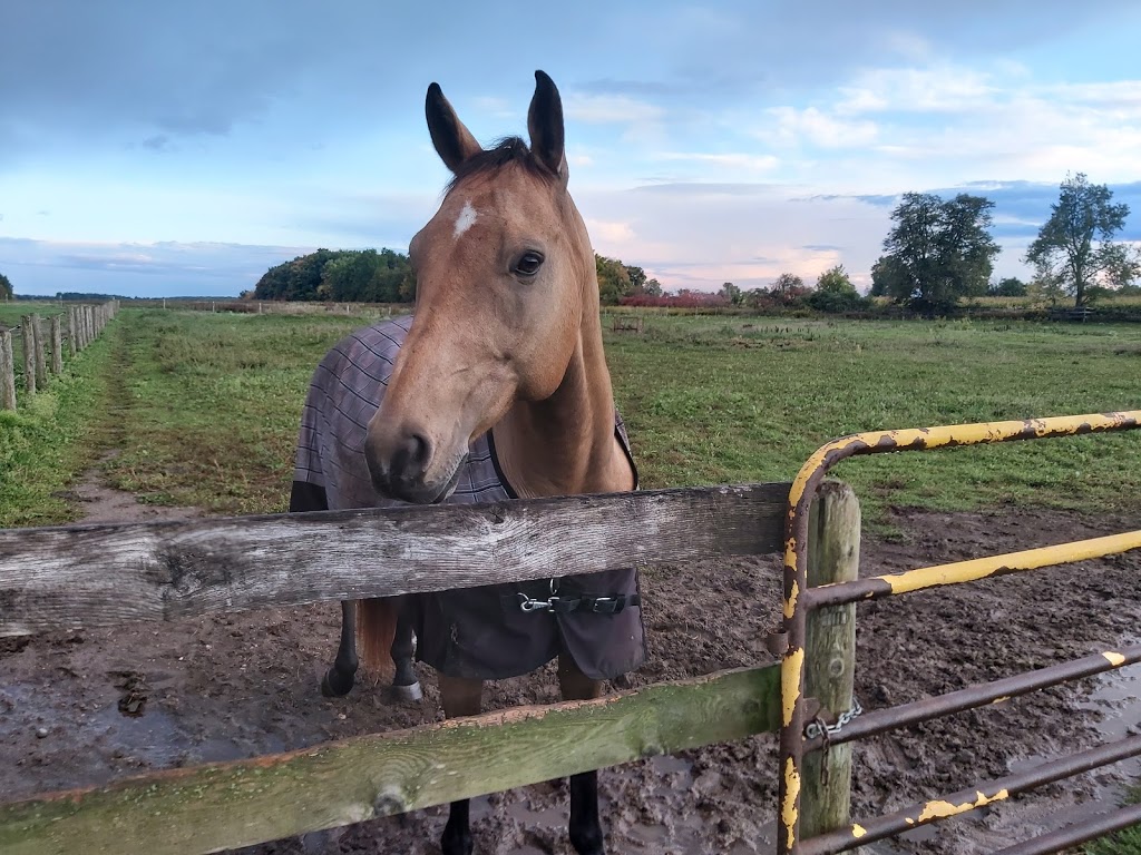 Fieldstone Equestrian Center | 524494 Curry Rd, Beachville, ON N0J 1A0, Canada | Phone: (226) 921-6048