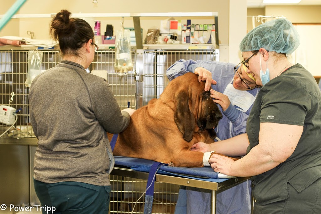 Alliance Animal Hospital | 5915 Broadway, Lancaster, NY 14086, USA | Phone: (716) 681-4440