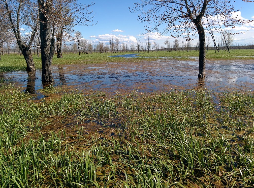 Minesing Wetlands | 363 Mill St, Angus, ON L0M 1T2, Canada | Phone: (705) 424-1479