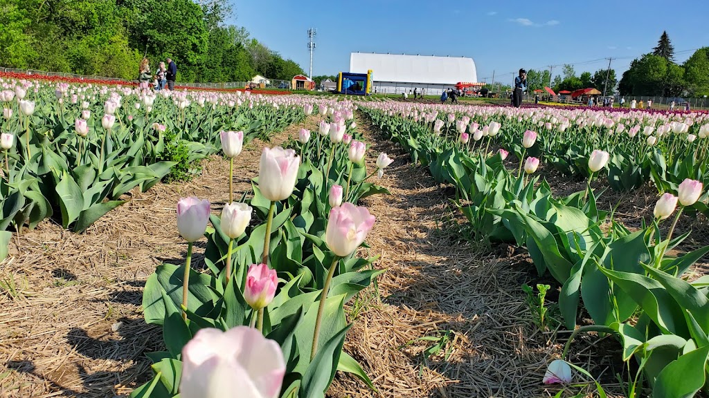 Tulipes.ca | 1055 Rue Principale, 1201 Chem. du Général Vanier, Laval, QC H7X 0C9, Canada | Phone: (450) 639-5145