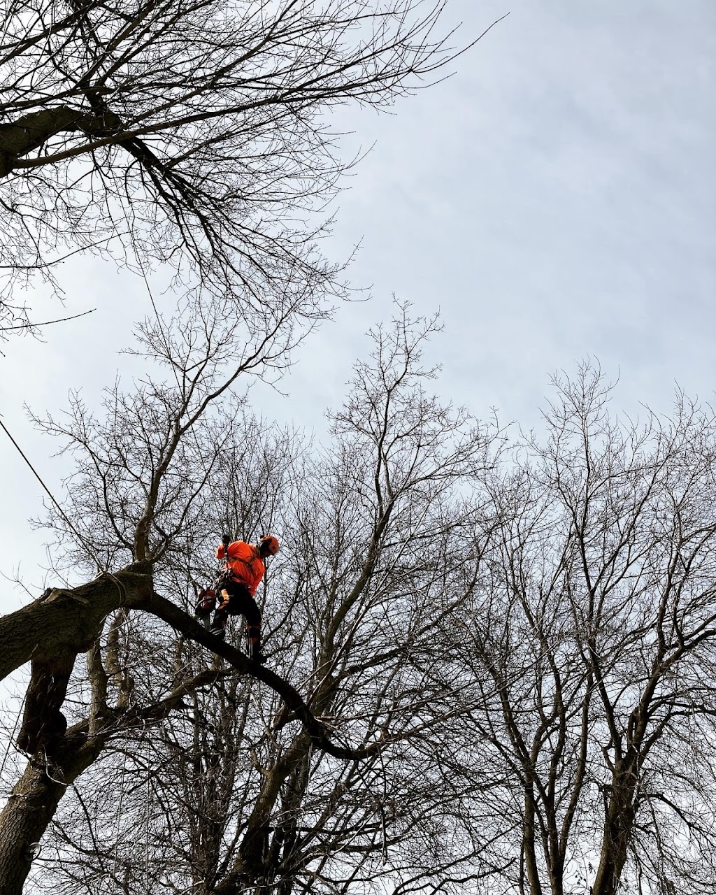 Sideline Tree Service | 3822 Kingston 2, Gananoque, ON K7G 2V5, Canada | Phone: (613) 540-3121