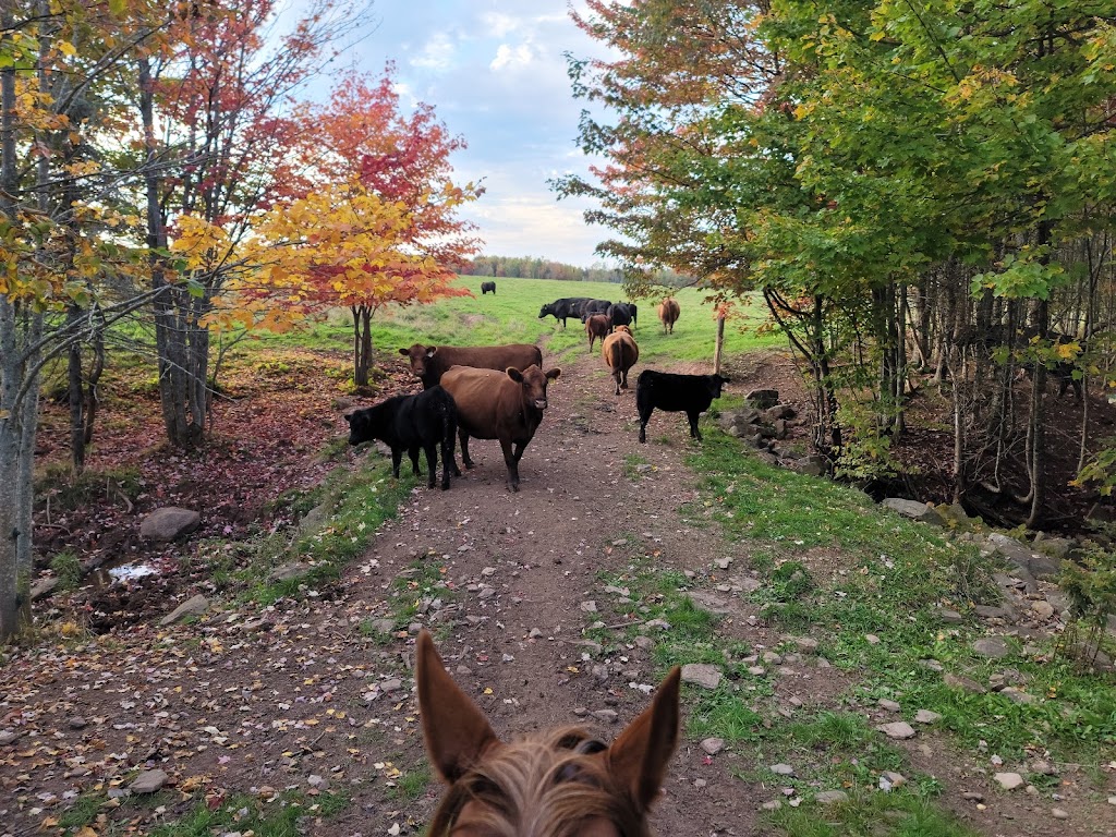 Angus Arabian Devon East | 205 Austin Rd, Mill Cove, NB E4C 3C1, Canada | Phone: (506) 488-2181