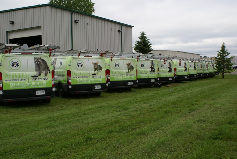 Skedaddle Humane Wildlife Control | 1288 Osprey Dr, Ancaster, ON L9G 4V5, Canada | Phone: (905) 574-7777