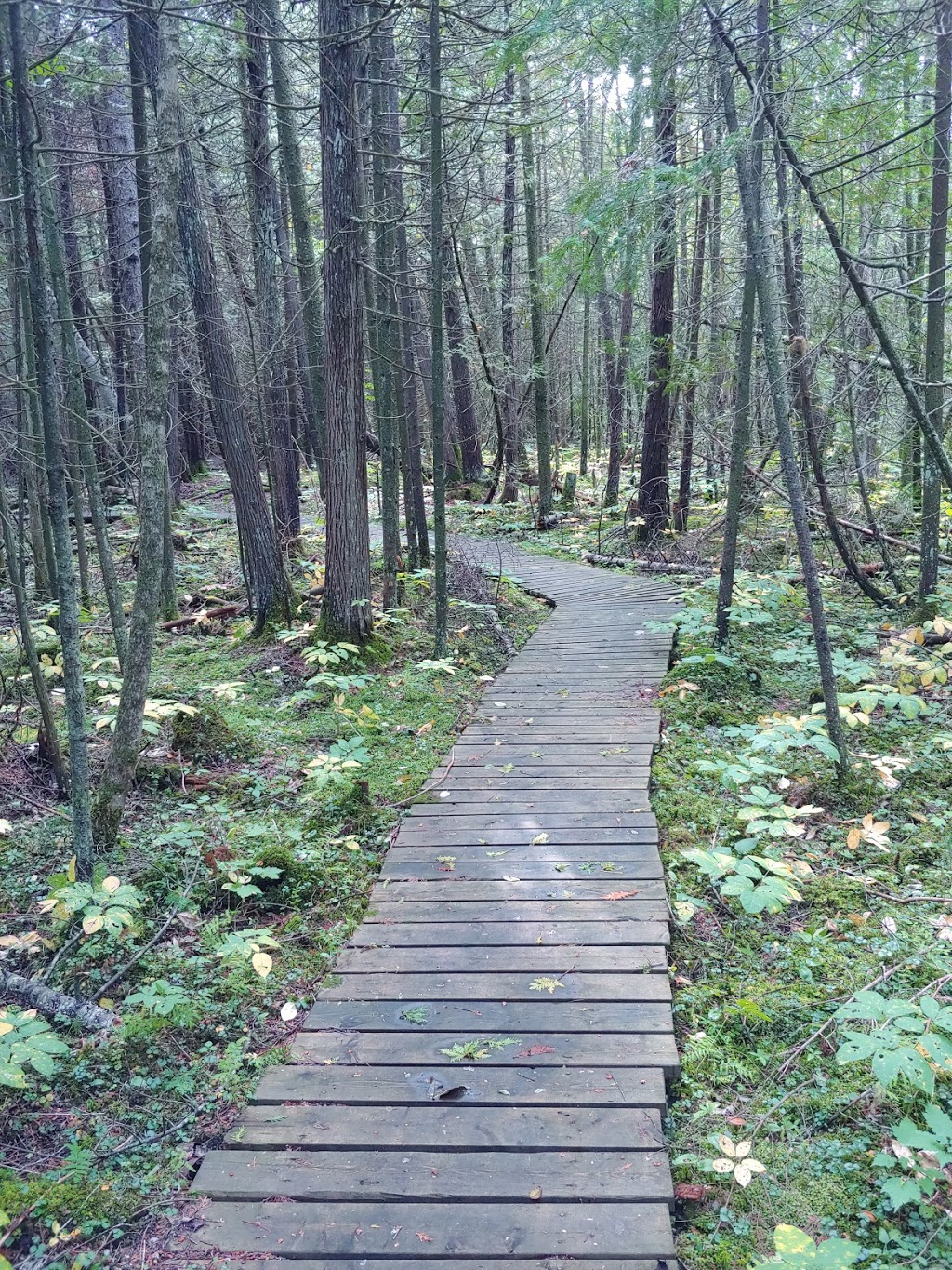Frink Conservation Area | 381 Thrasher Rd, Plainfield, ON K0K 2V0, Canada | Phone: (613) 968-3434