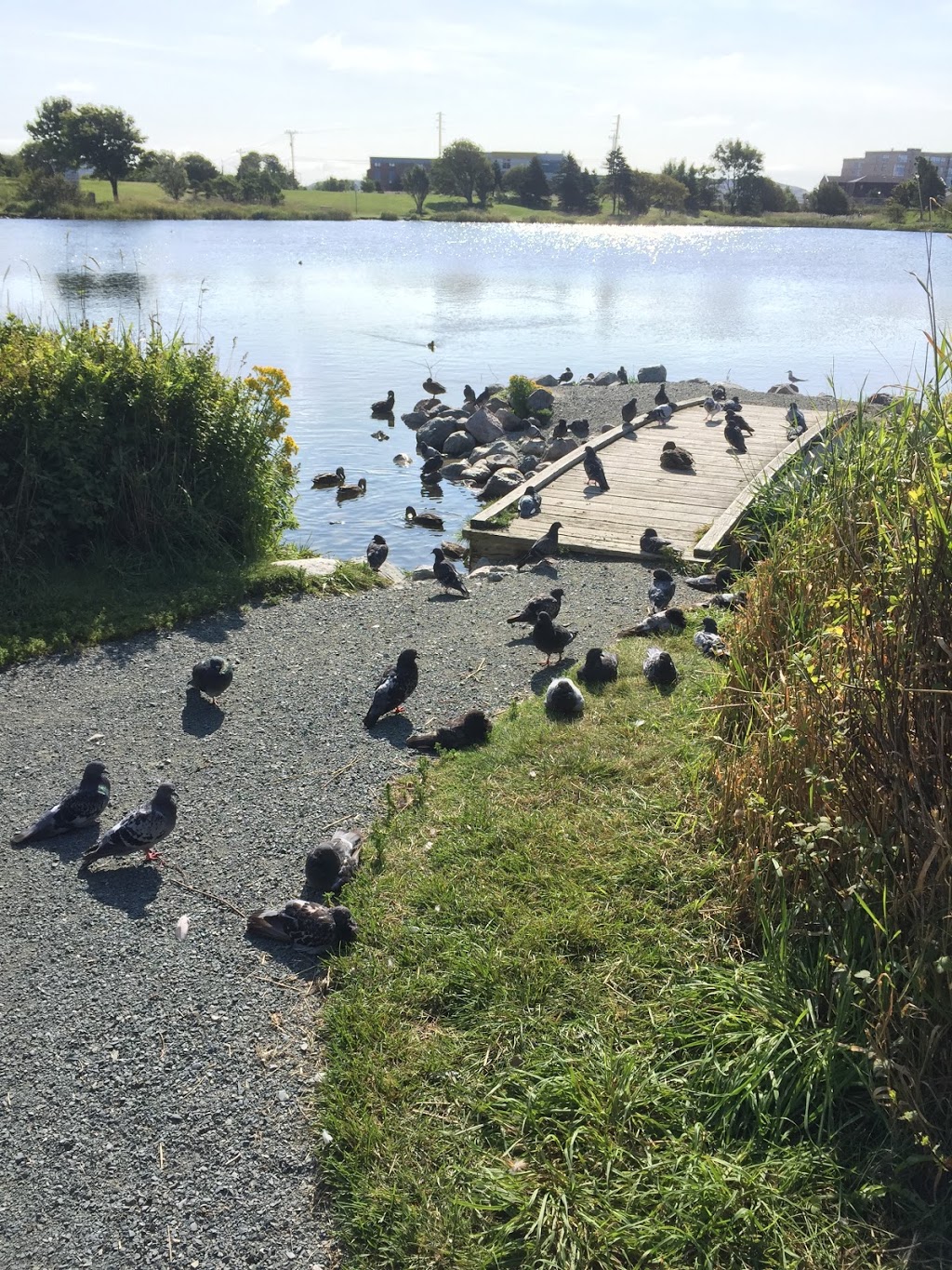 Kennys Pond Park | Kennys Pond Walk, St. Johns, NL A1A 0E4, Canada