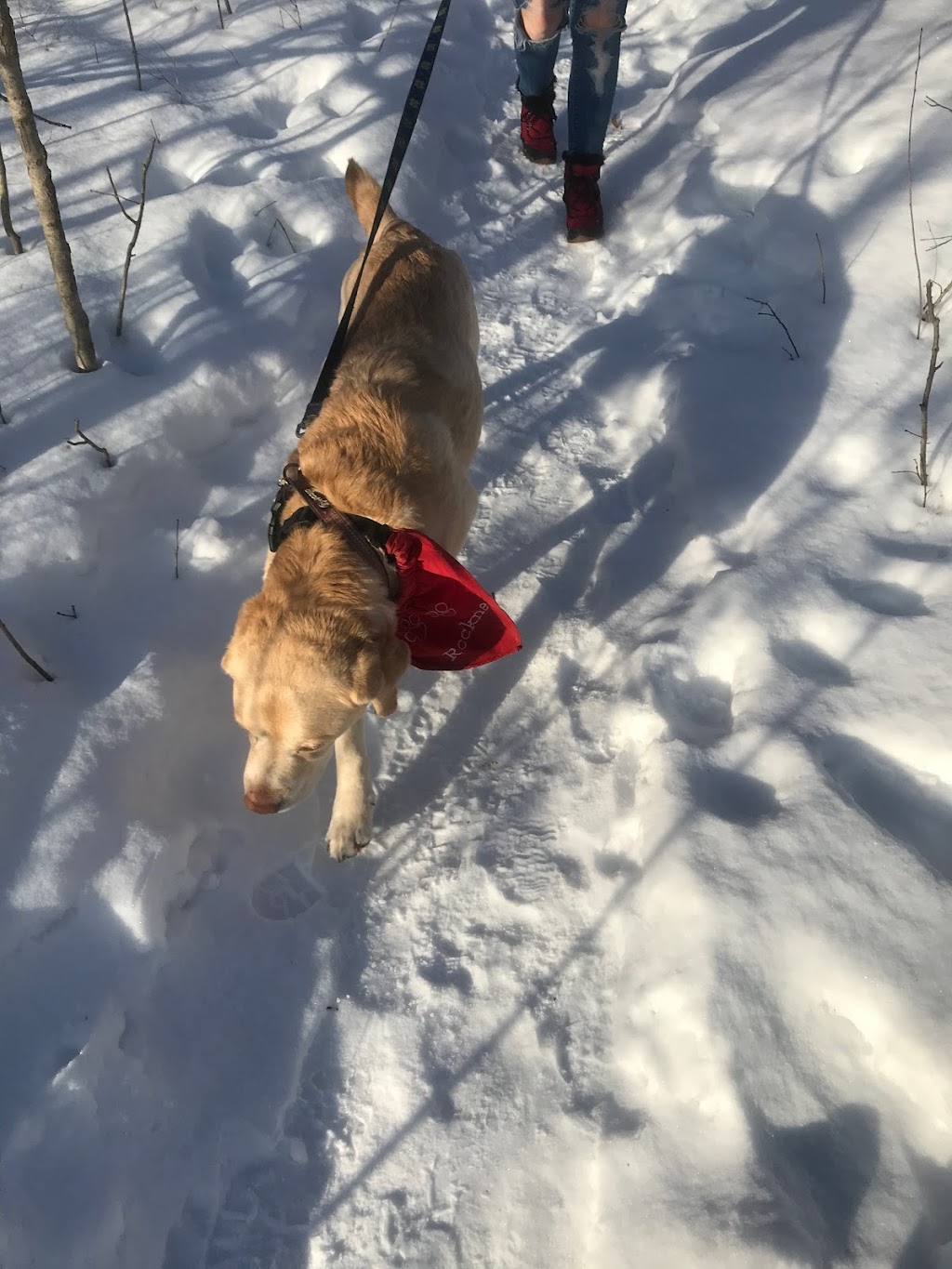 Walker Walks | 80 Arborglen Dr, Georgetown, ON L7G 6L3, Canada | Phone: (289) 924-0633
