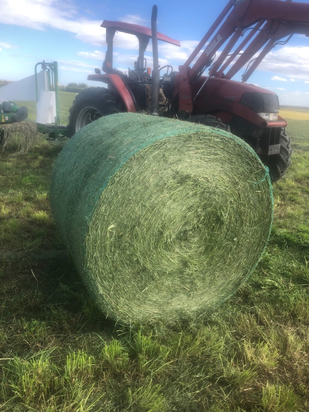 Lux Farms | 284159 Range Rd 23, Madden, AB T0M 1L0, Canada | Phone: (403) 946-5350