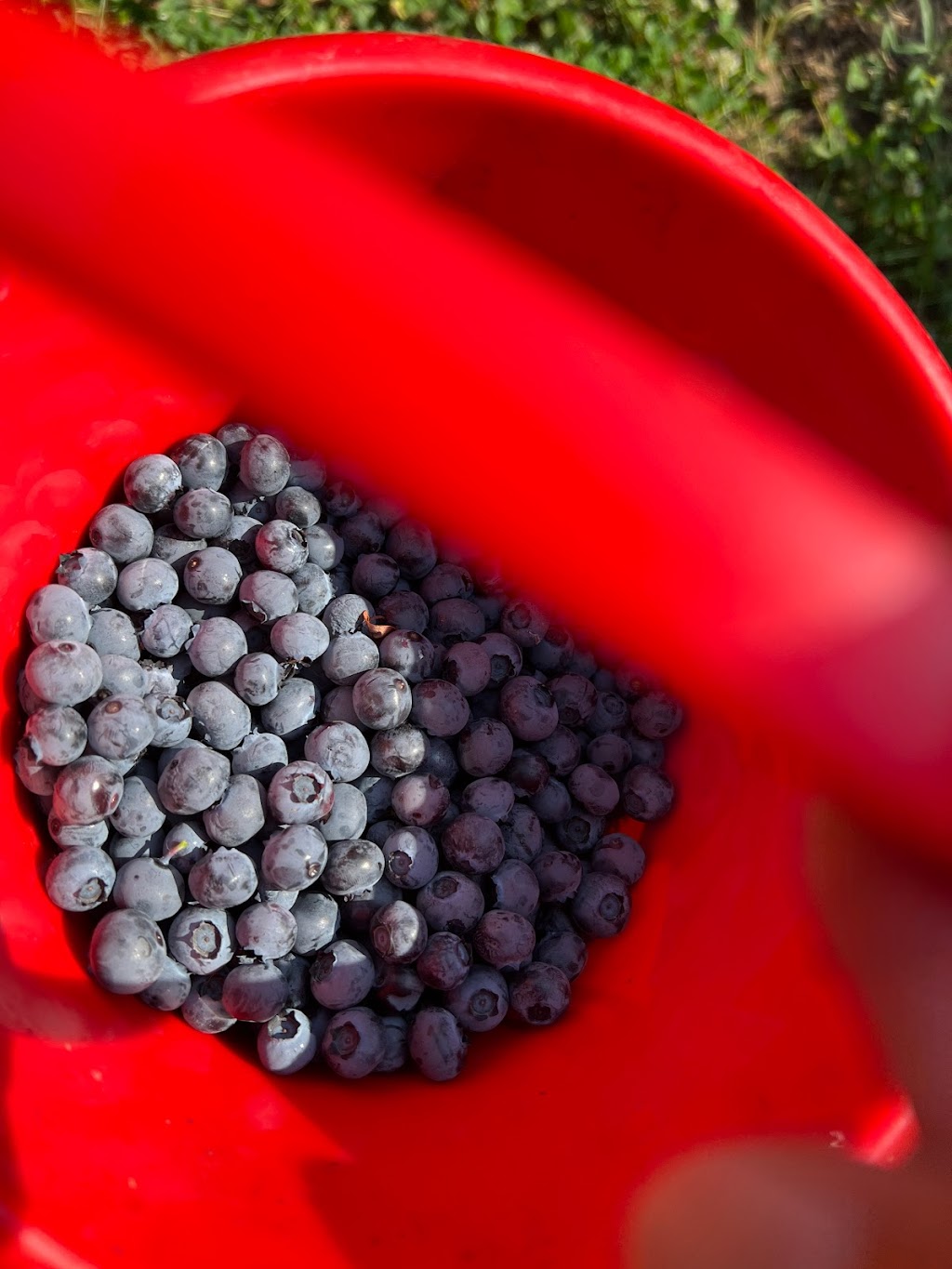 No name blueberries | 12476 Wooldridge Rd, Pitt Meadows, BC V3Y 1Z1, Canada | Phone: (236) 984-1928