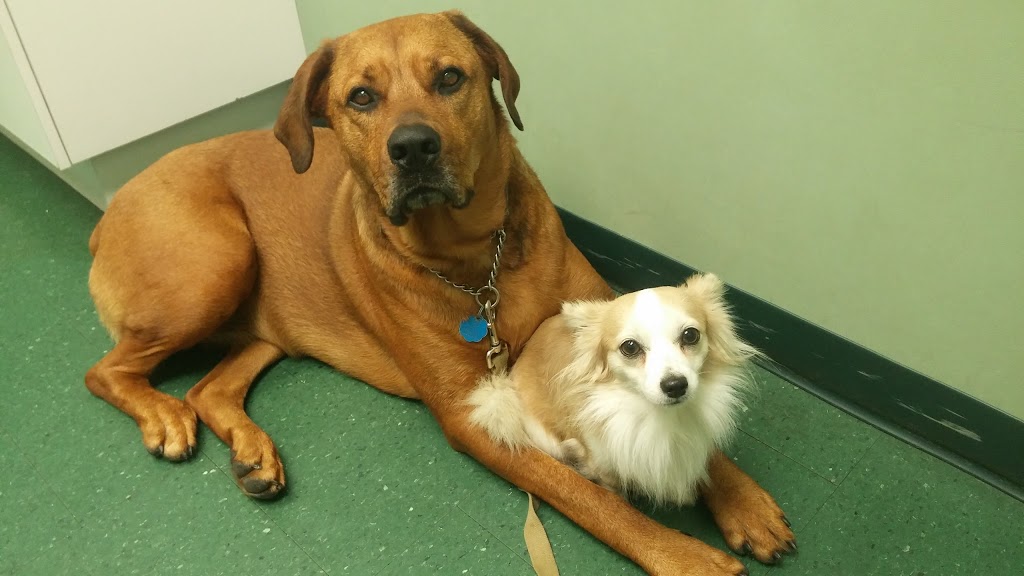 Caledonia Veterinary Clinic | 230 Argyle St S, Caledonia, ON N3W 1K7, Canada | Phone: (905) 765-6206