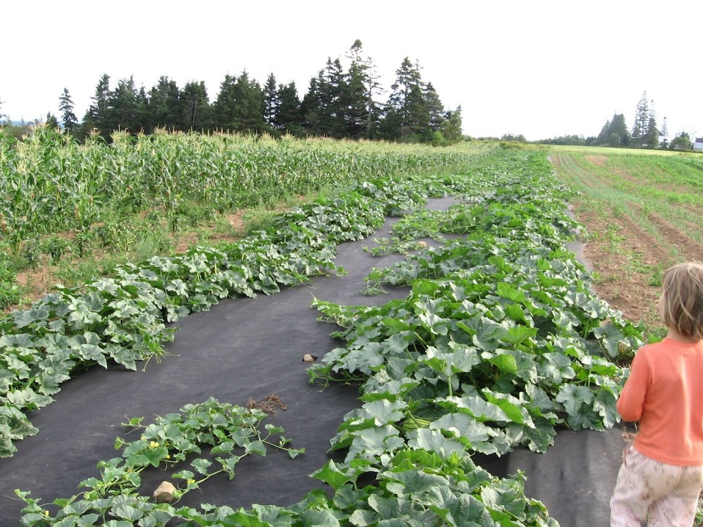 Natures Route Farm | 785 NB-16, Point de Bute, NB E4L 2P1, Canada | Phone: (506) 536-3562
