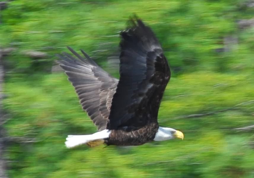 Bryer Lodge | 751 ON-528A, Noëlville, ON P0M 2N0, Canada | Phone: (705) 898-2381