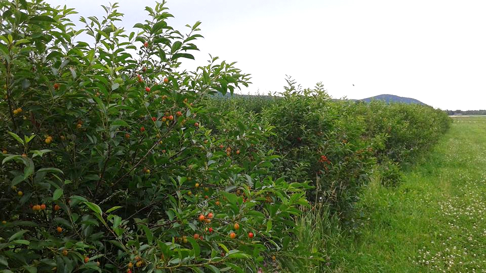 Unifruits | 2105 Rang Papineau, Saint-Paul-dAbbotsford, QC J0E 1A0, Canada | Phone: (450) 948-0737