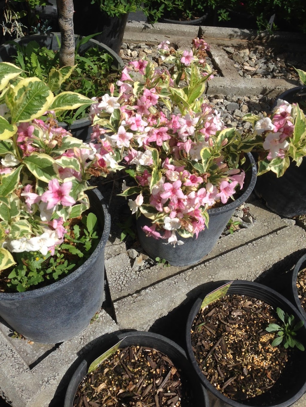 Stones Throw Nursery Inc. | 2346 Sun Valley Way, Okanagan Falls, BC V0H 1R2, Canada | Phone: (250) 497-5641