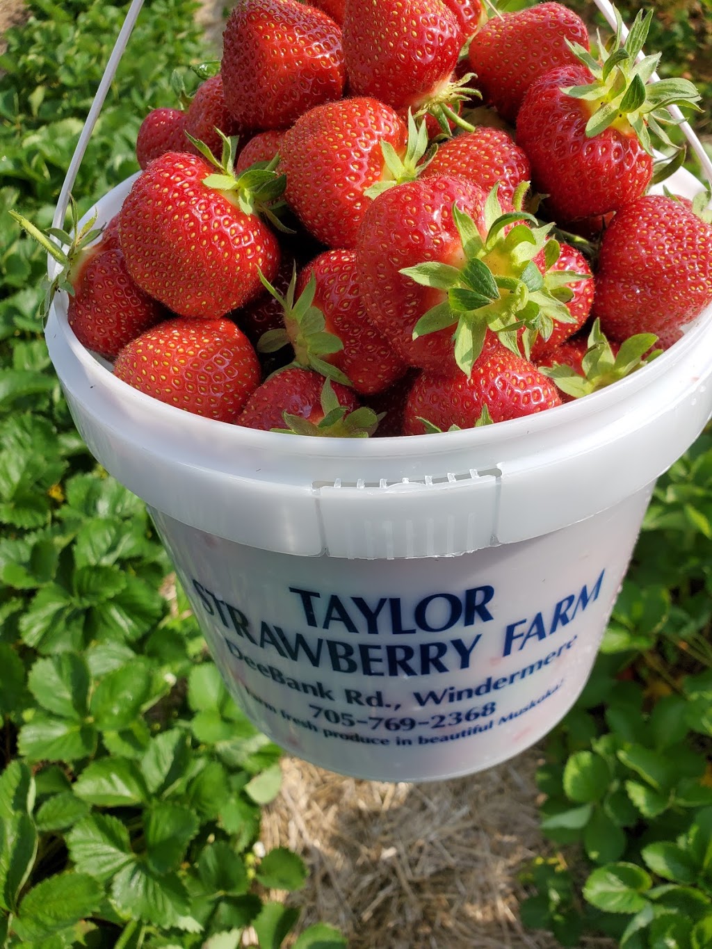 Taylor Strawberry Farm | 1490 Dee Bank Rd, Windermere, ON P0B 1P0, Canada | Phone: (705) 769-2368