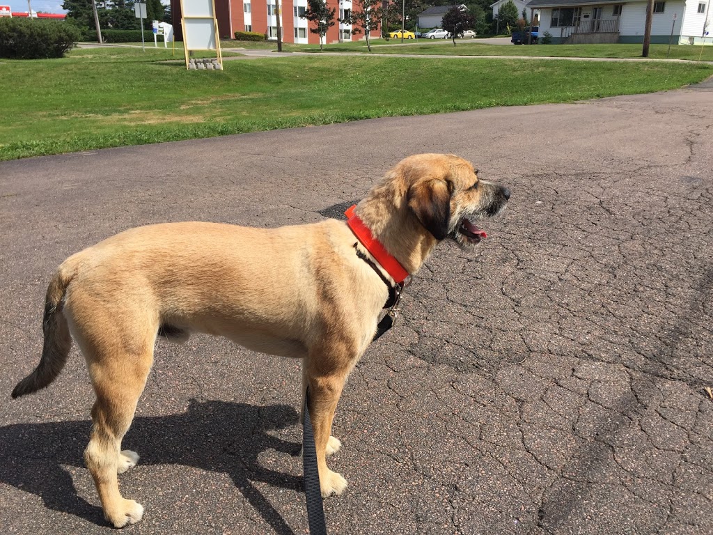 Codiac Pet Supply | 121 Pine Glen Rd, Riverview, NB E1B 1V5, Canada | Phone: (506) 388-9274