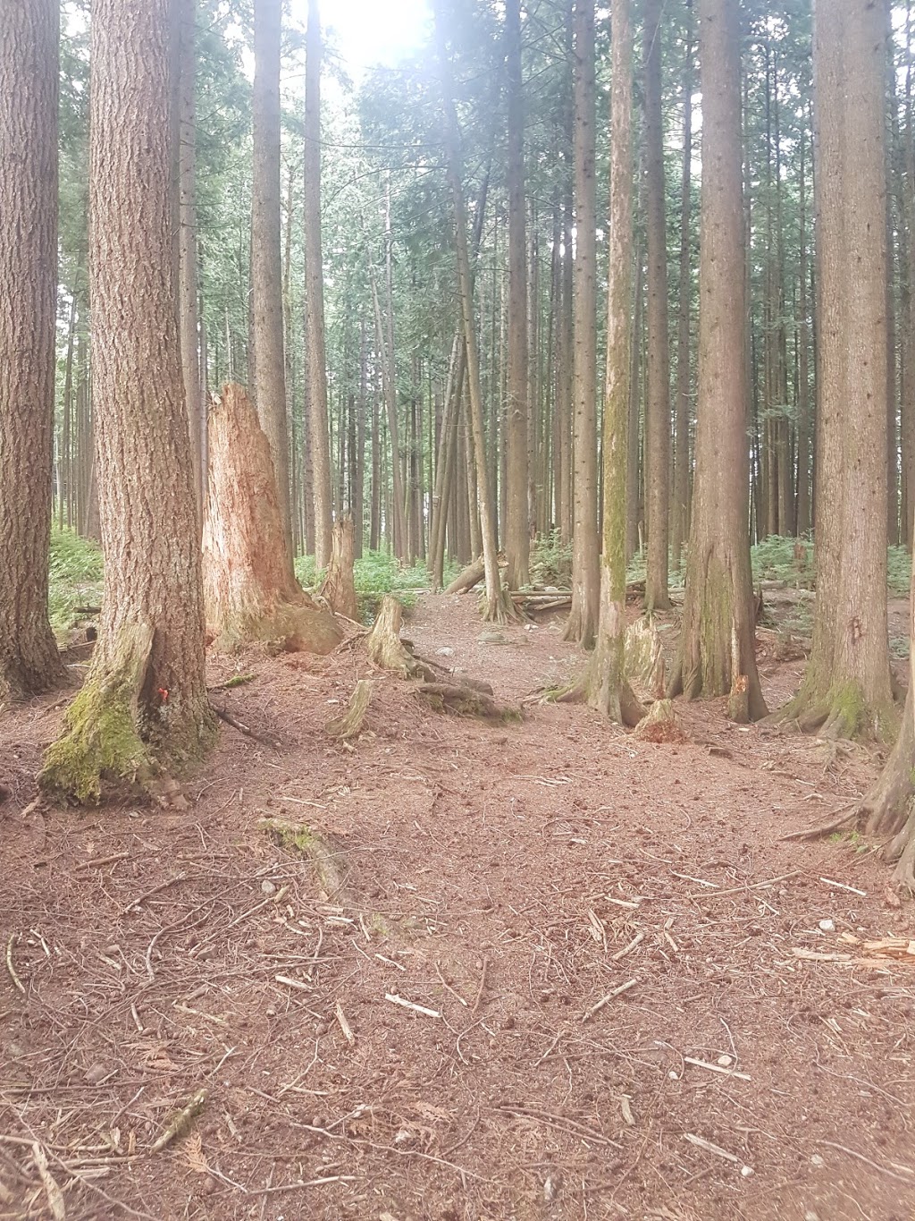 B C I T Forest Society - Woodlot 0007 | 28101 Dewdney Trunk Rd, Maple Ridge, BC V2W 1M1, Canada | Phone: (604) 462-0032