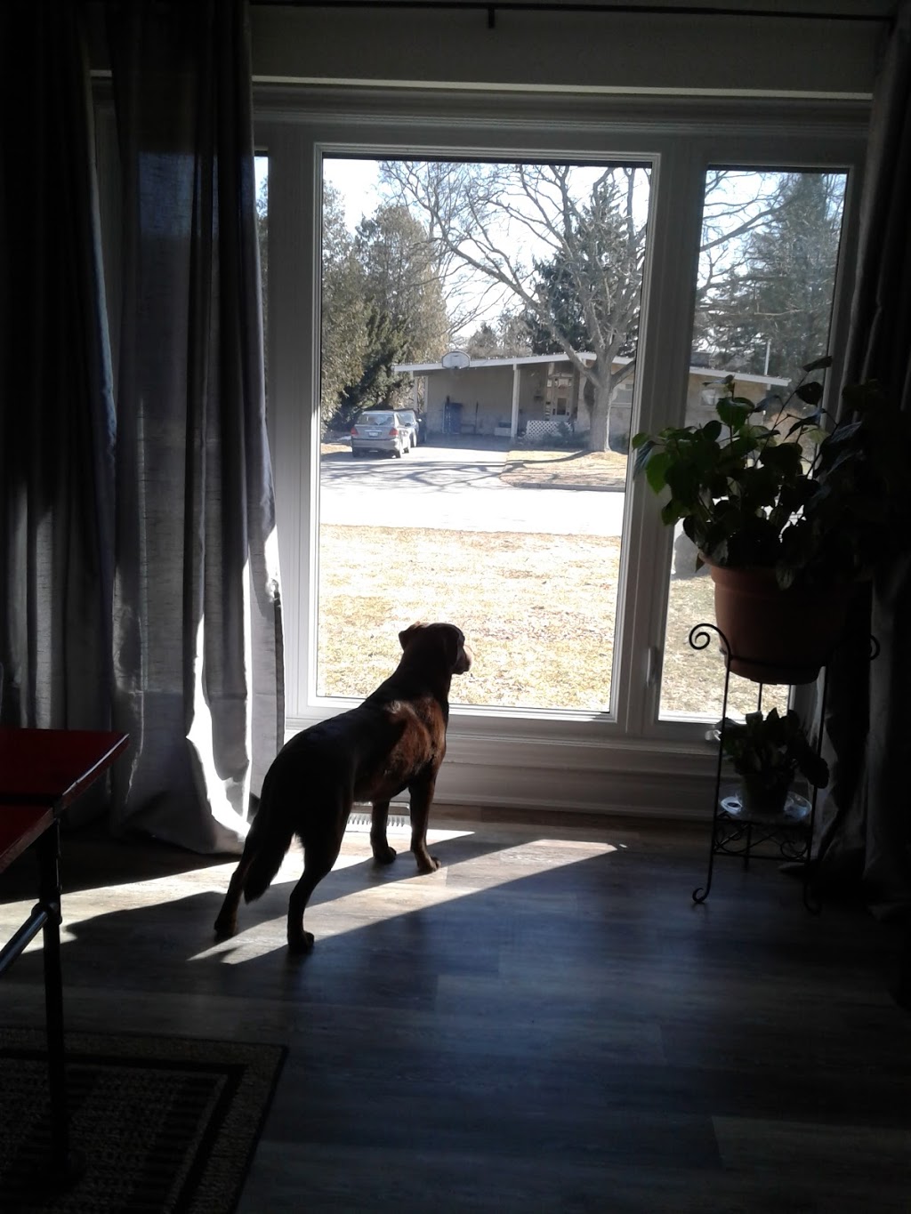 Prima Dogga Dog Walking Services | 18 Bayly Dr, Paris, ON N3L 2P9, Canada | Phone: (416) 434-3652