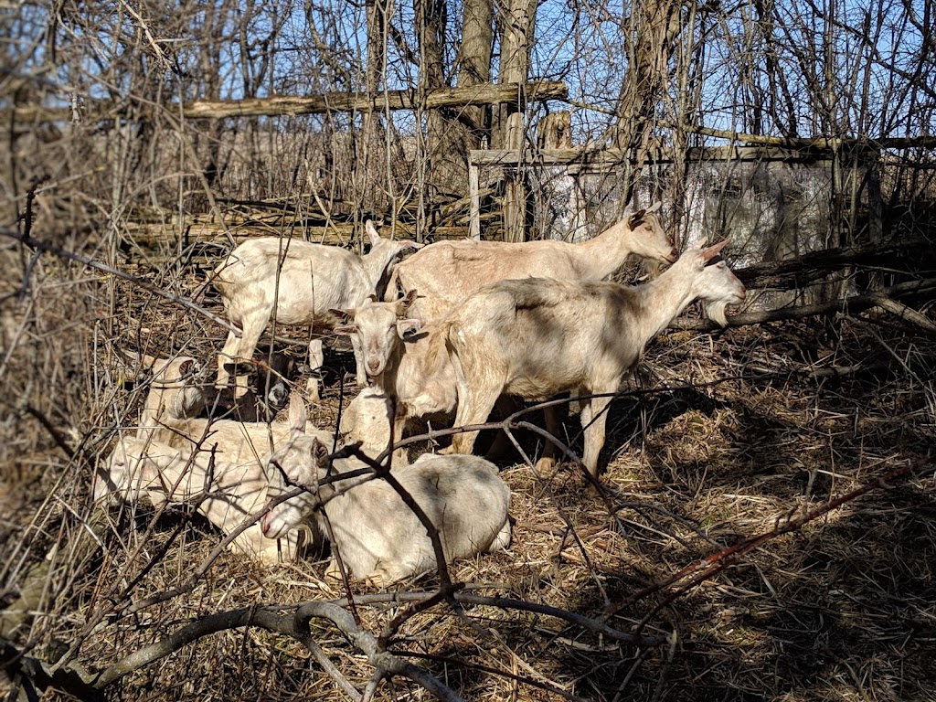 Red Heifer Farm | 812 Concession Rd 14, Pefferlaw, ON L0E 1N0, Canada | Phone: (416) 222-4597