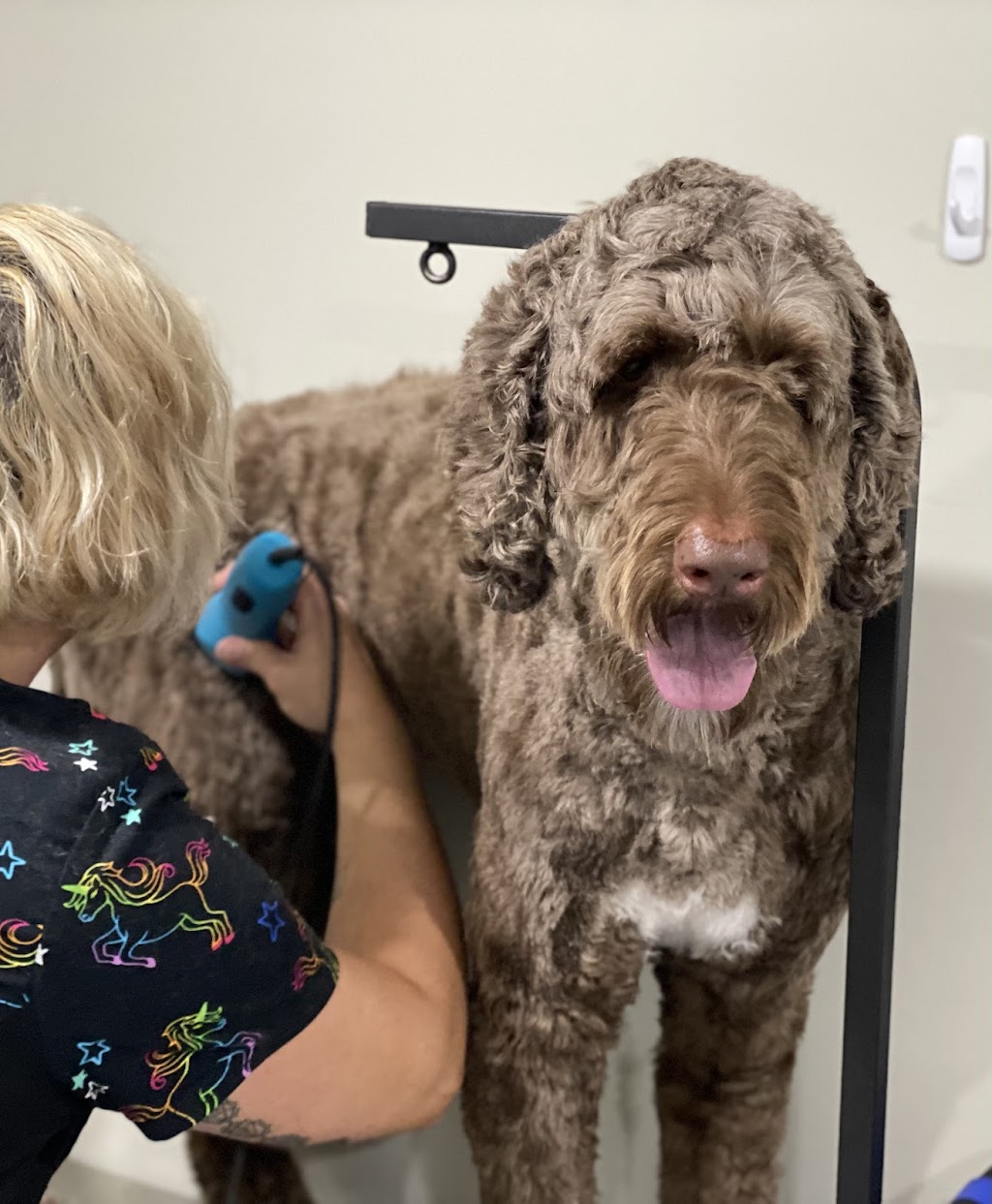 Brooklyn Heights Grooming | 1057 King St E, Oshawa, ON L1H 1H6, Canada | Phone: (647) 938-9013