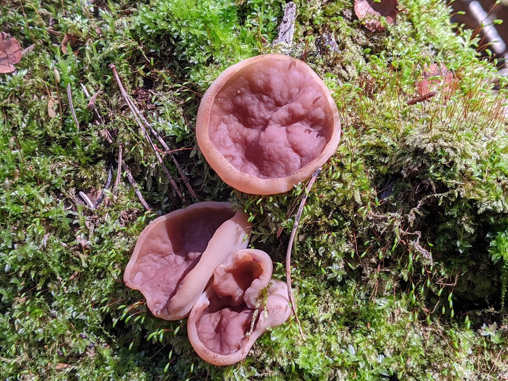 Grand River Mycology | 70 Arrowhead Crescent, Kitchener, ON N2P 1B9, Canada | Phone: (226) 505-0185
