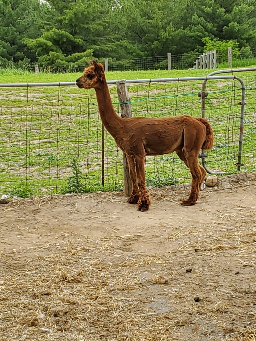 Harmony Meadows Alpaca | 6185 Sixth Line, Belwood, ON N0B 1J0, Canada | Phone: (519) 827-0939