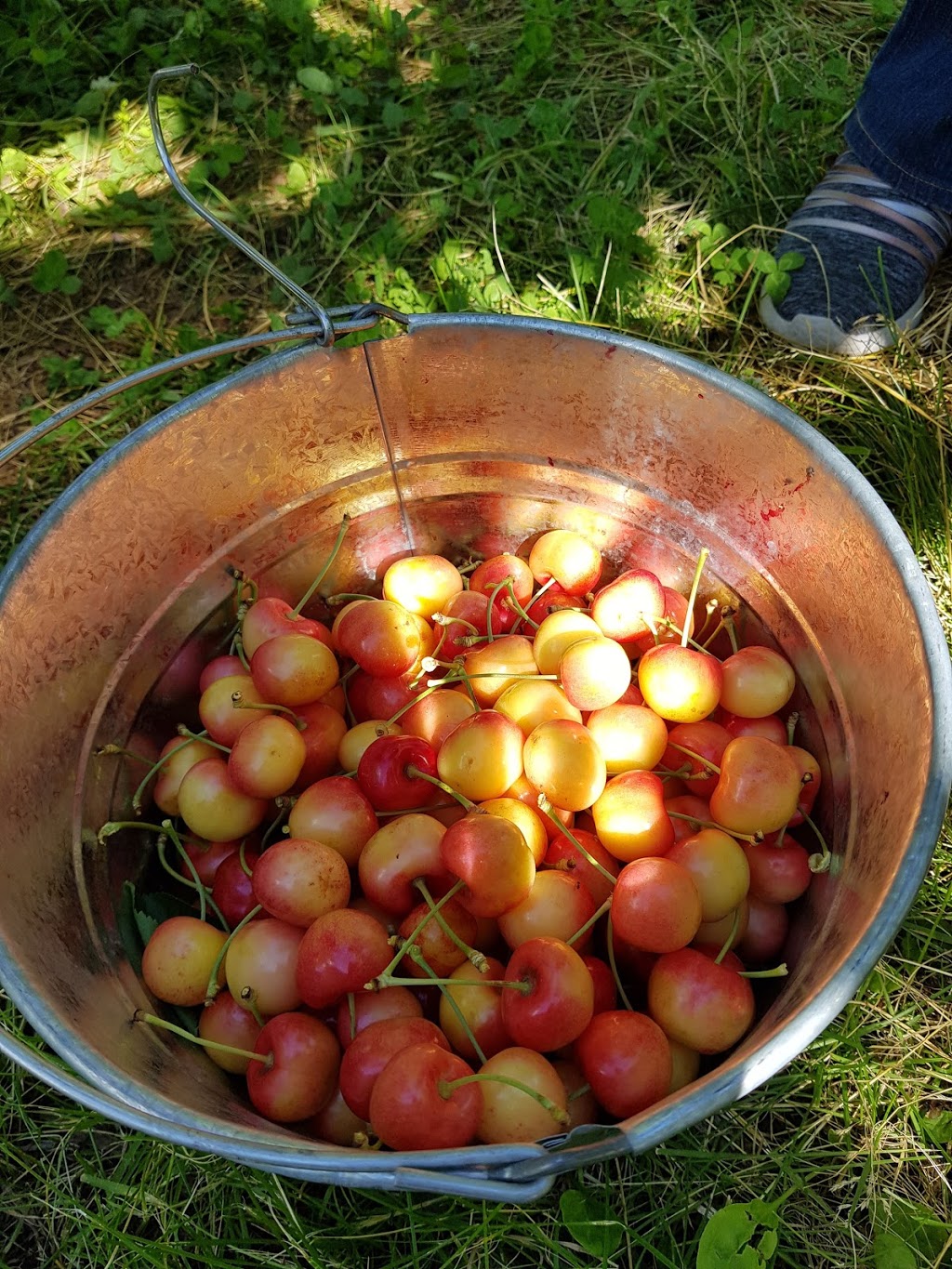 Stevens Farms | 3828 Okanagan Hwy, Osoyoos, BC V0H 1V5, Canada | Phone: (250) 689-1137