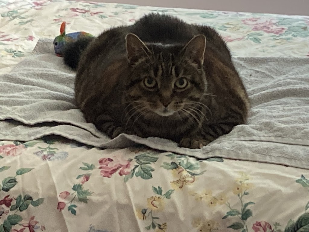 Manotick Cat Boarding | S Island Park Dr, Ottawa, ON K4M 1J2, Canada | Phone: (613) 807-7597